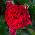 Red Eden®