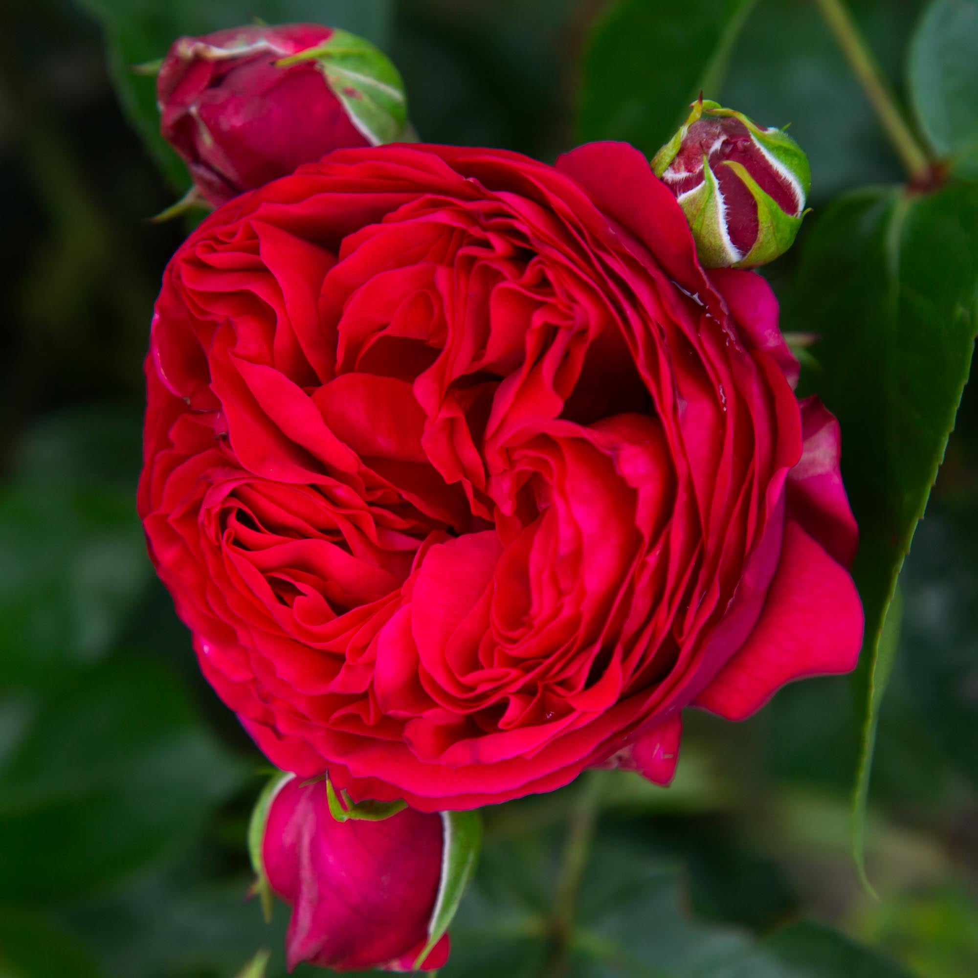 Red Eden®