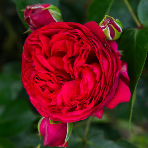 Red Eden®