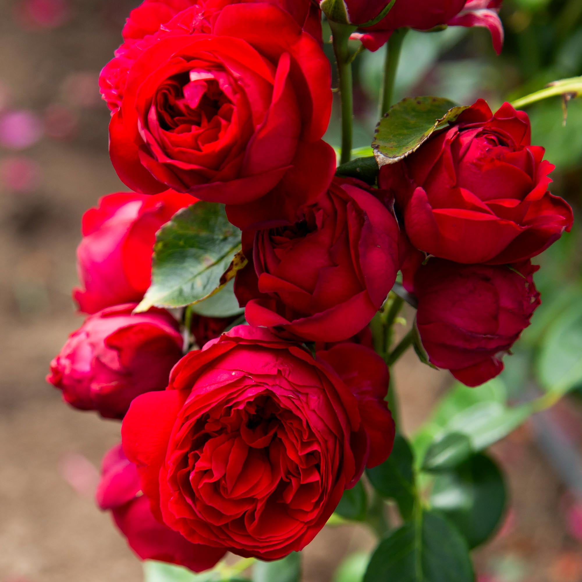 Red Eden®