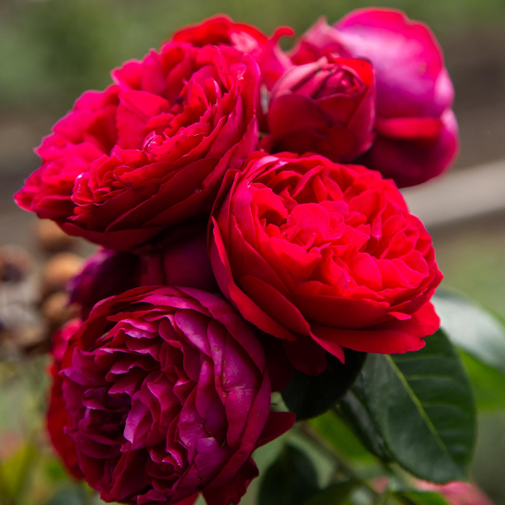 Red Eden®