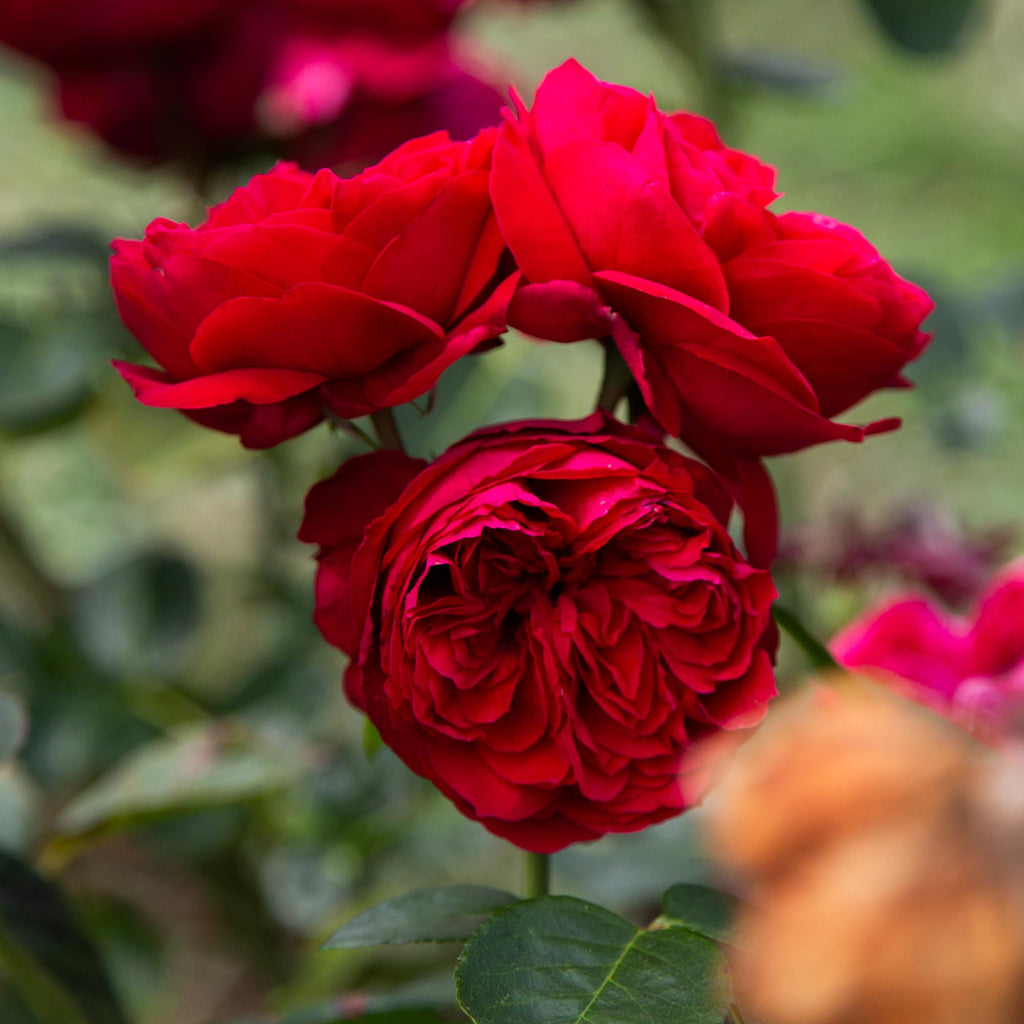 Red Eden®
