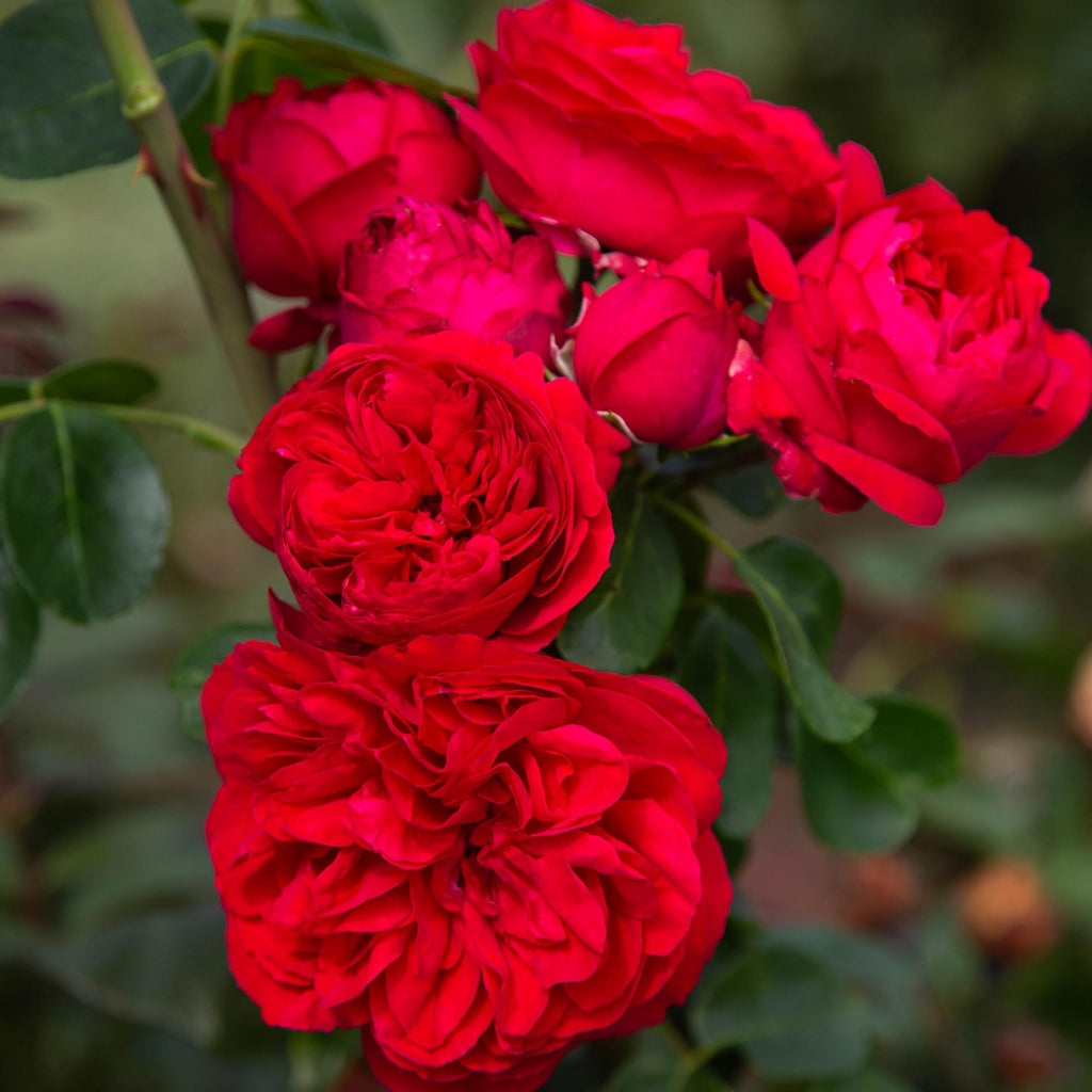 Red Eden®
