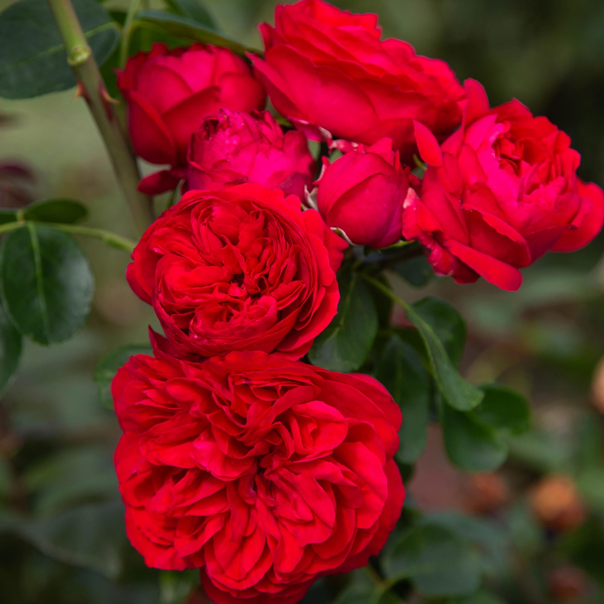 Red Eden®