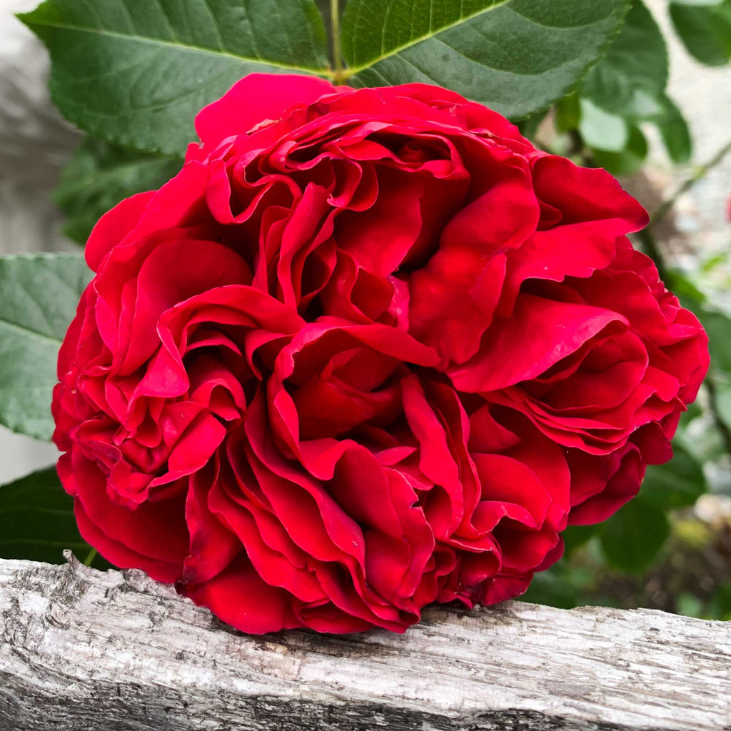 Red Eden®
