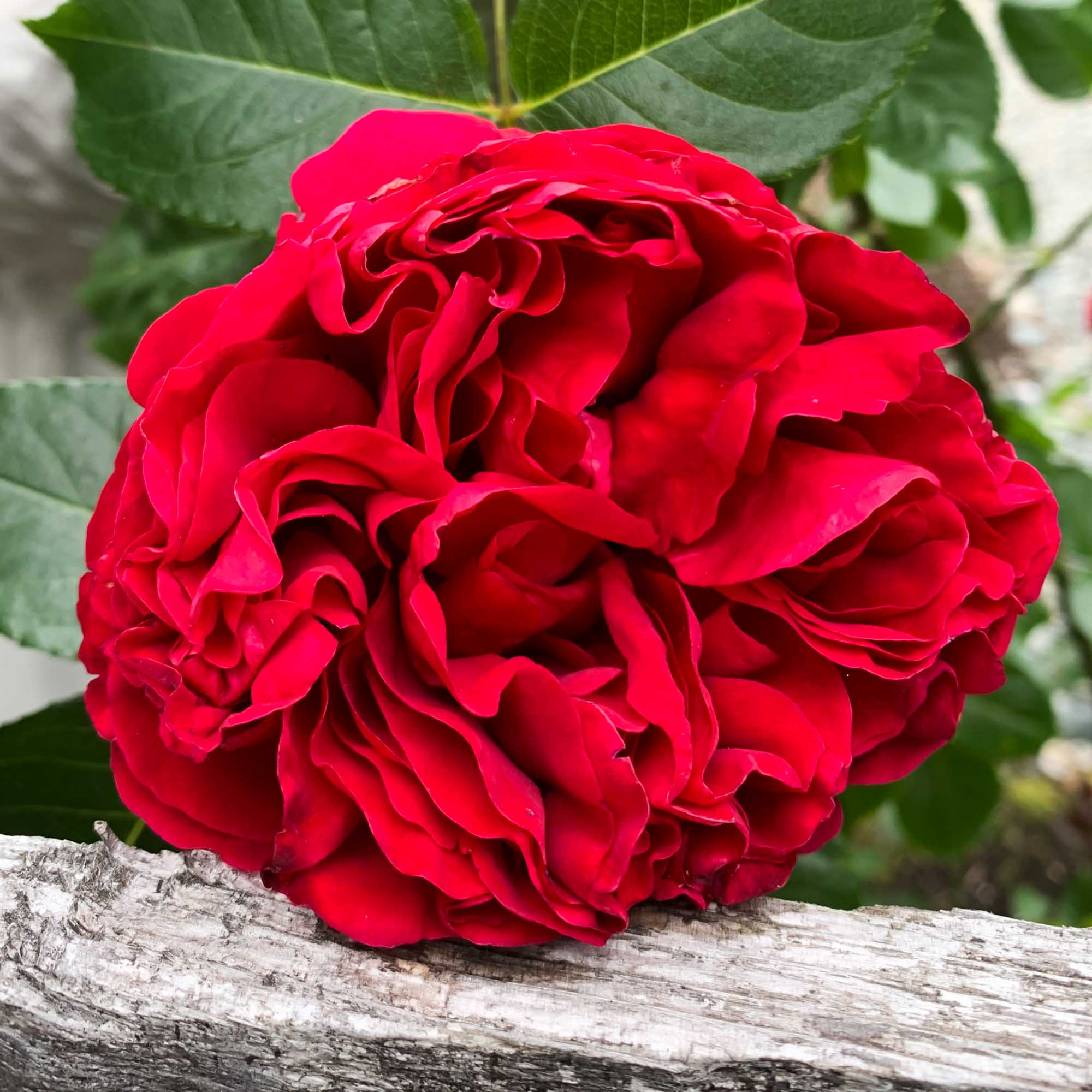Red Eden®