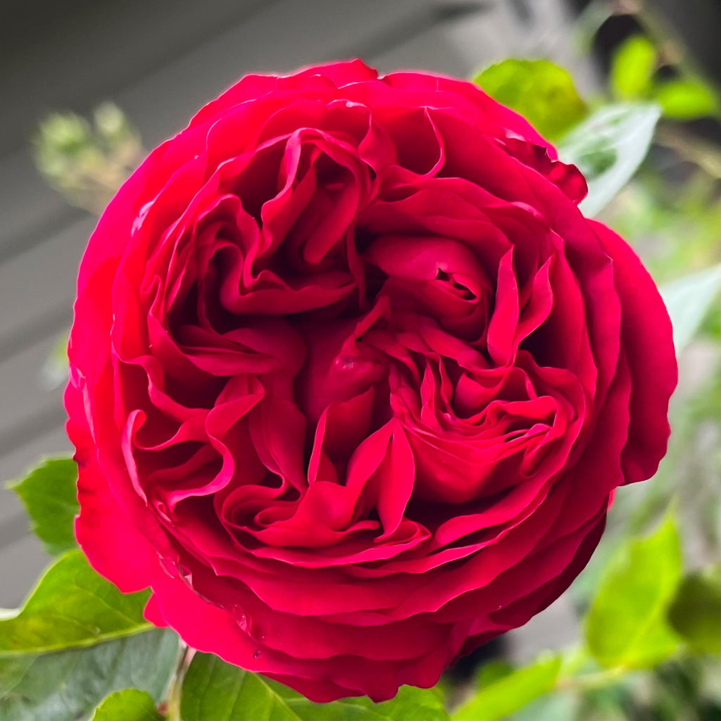 Red Eden®