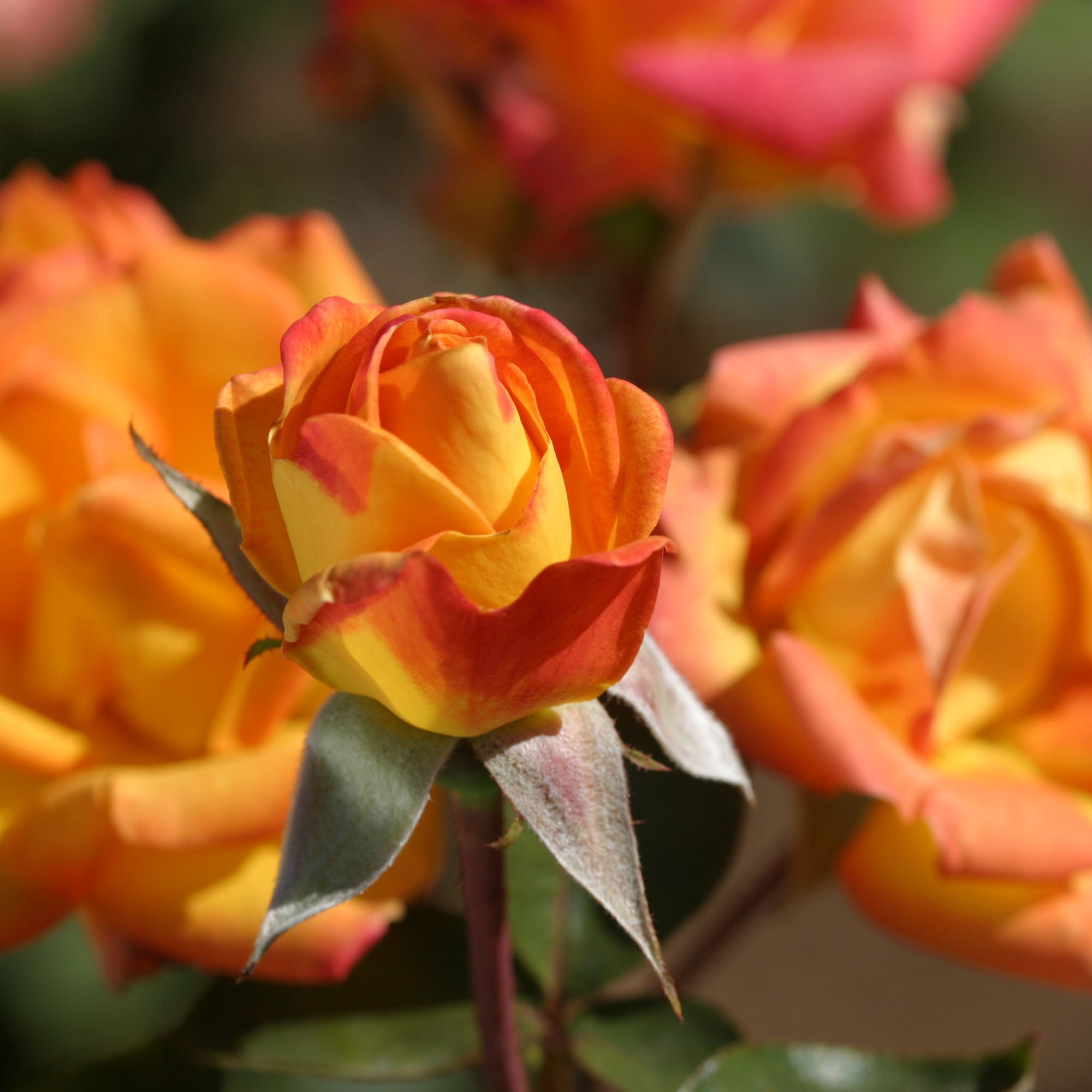 Red Gold