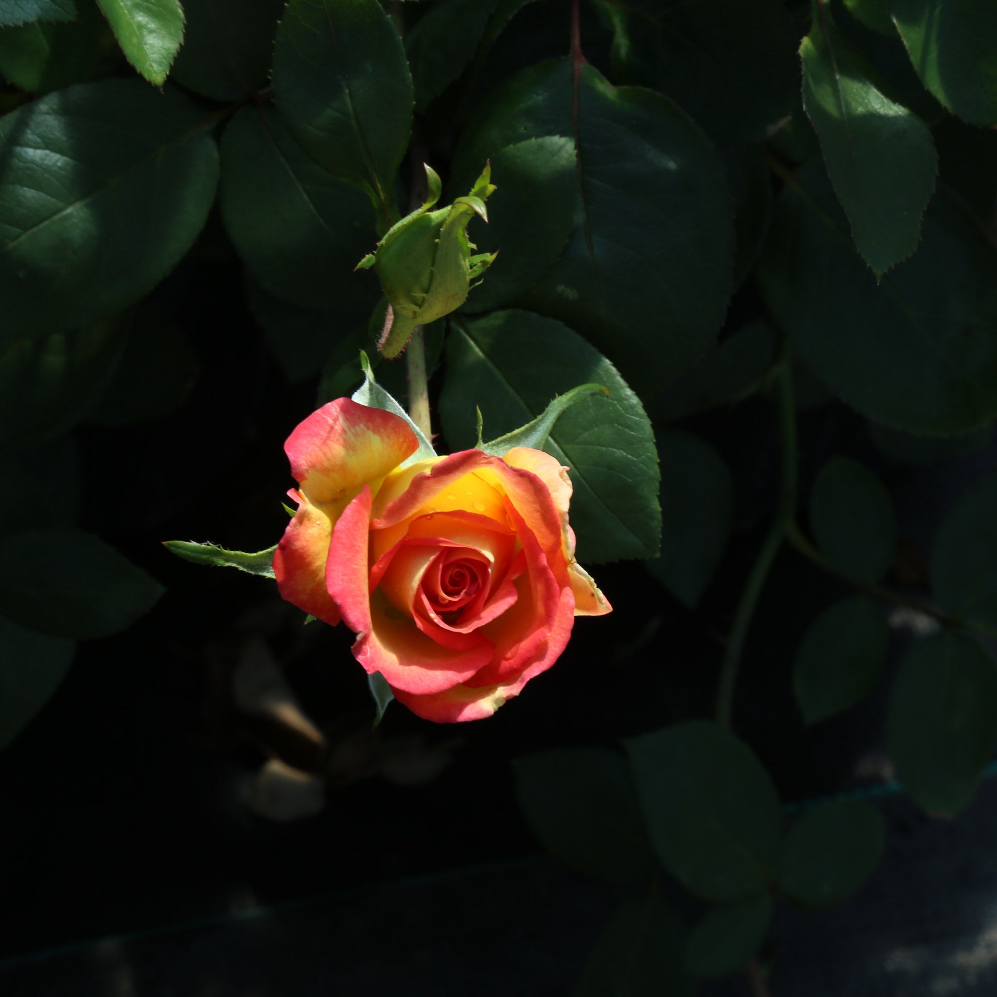 Red Gold