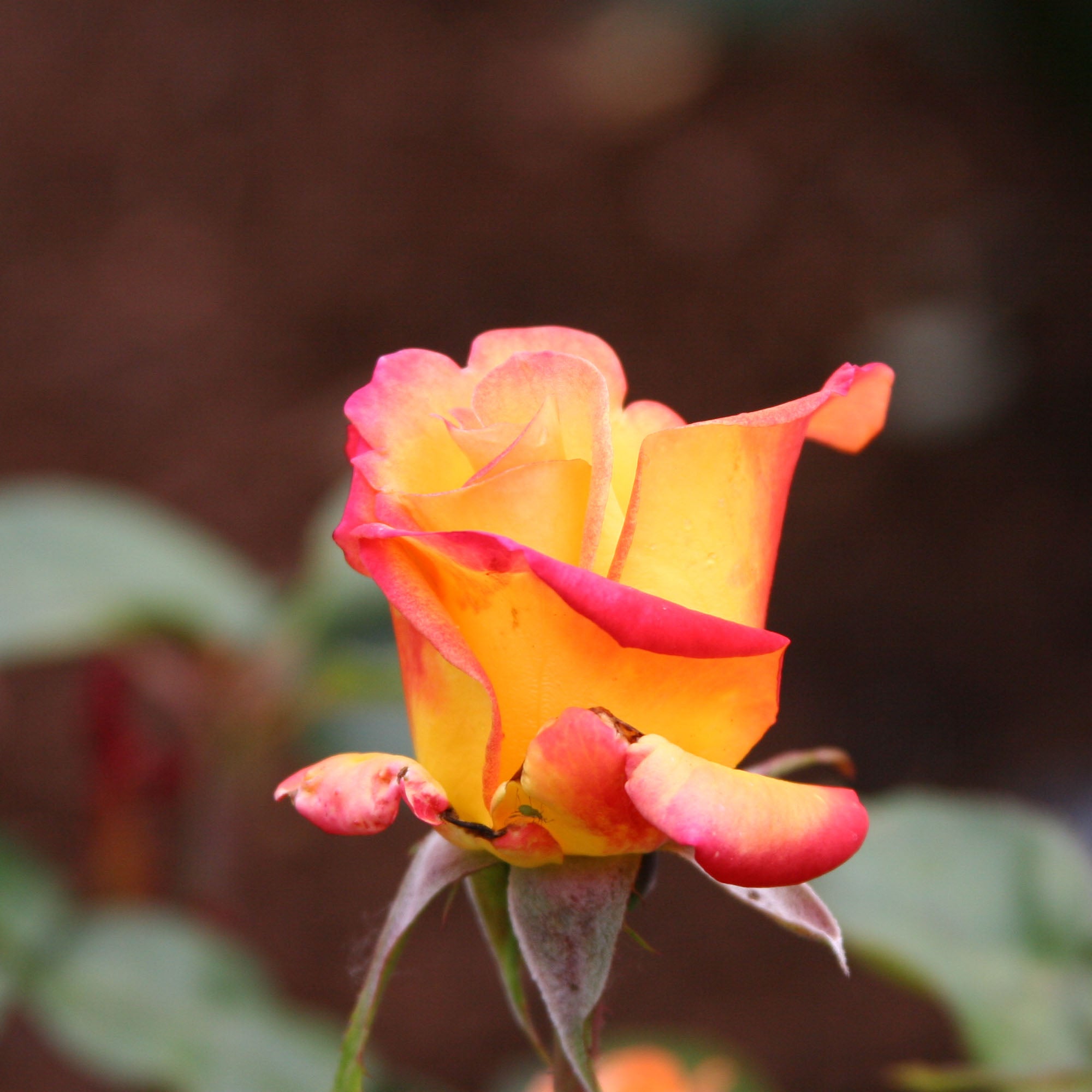 Red Gold