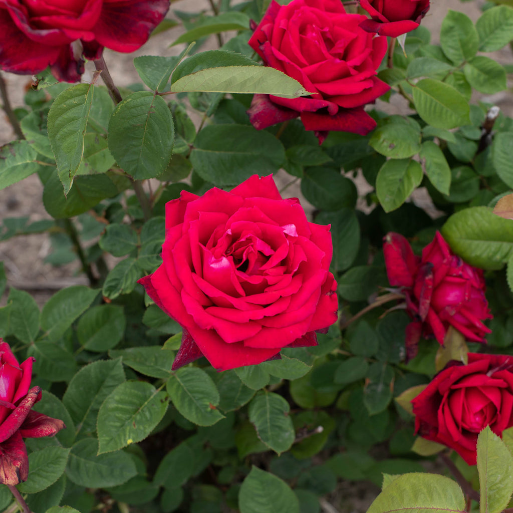 Red Masterpiece®