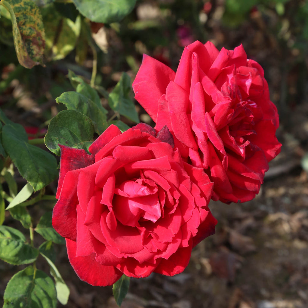 Red Masterpiece®Red Masterpiece®