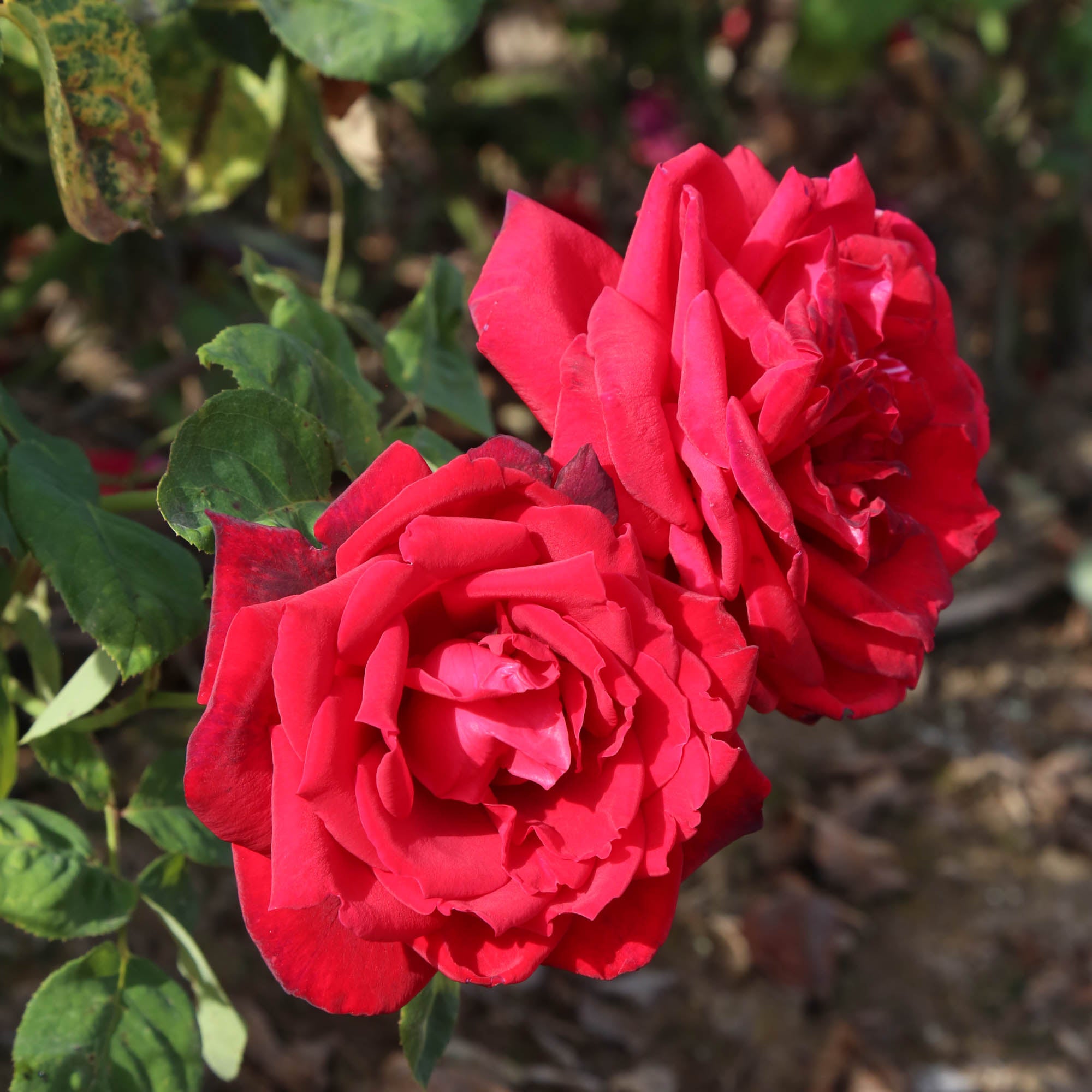 Red Masterpiece®Red Masterpiece®