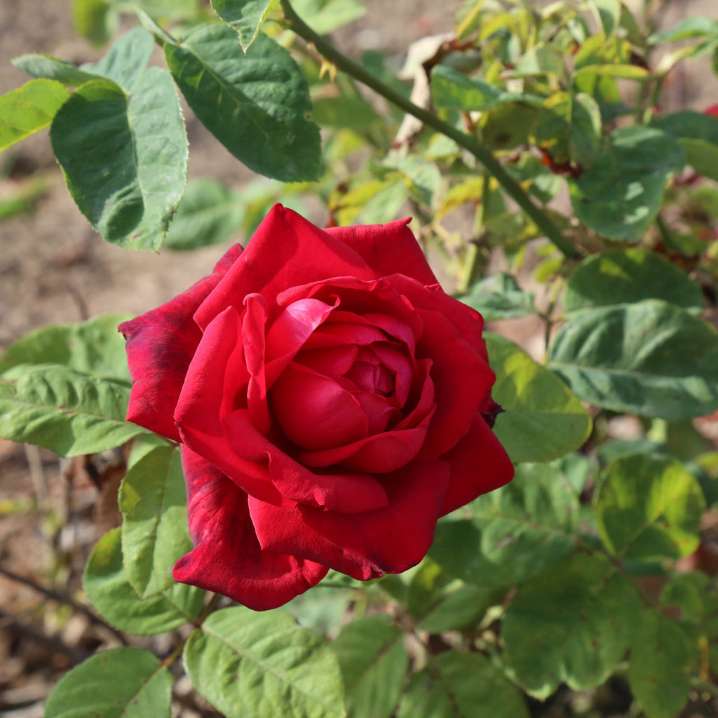 Red Masterpiece®