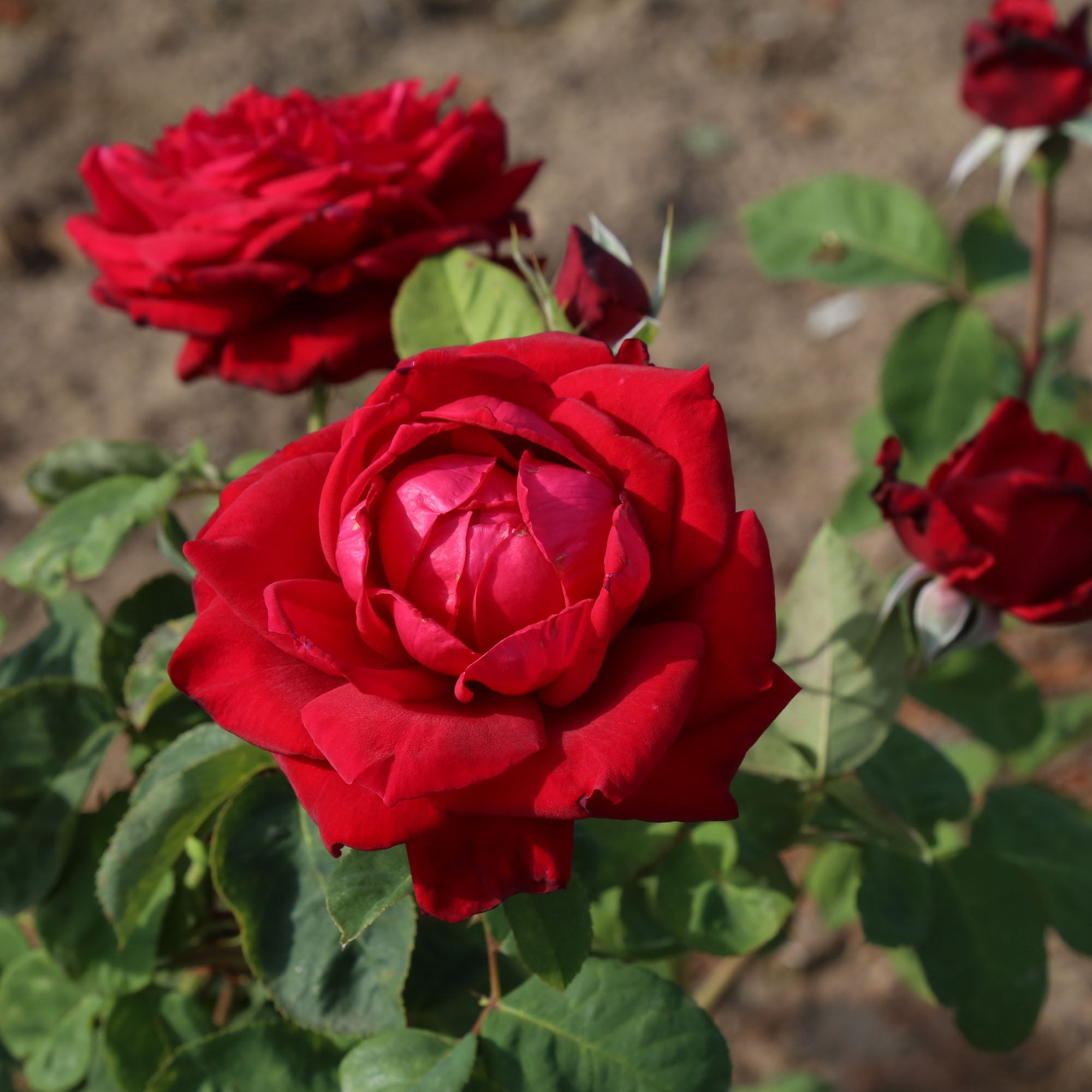Red Masterpiece®