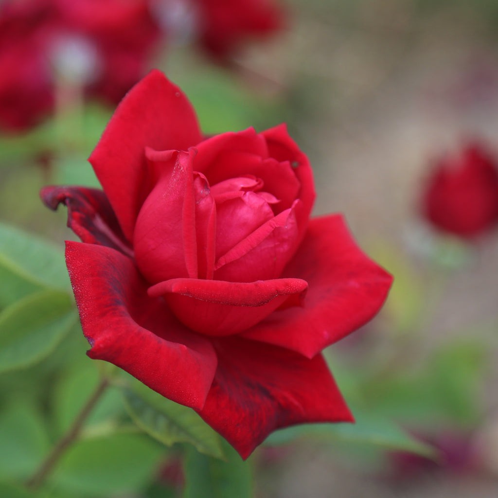 Red Masterpiece®