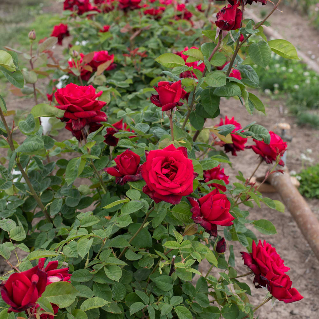 Red Masterpiece®
