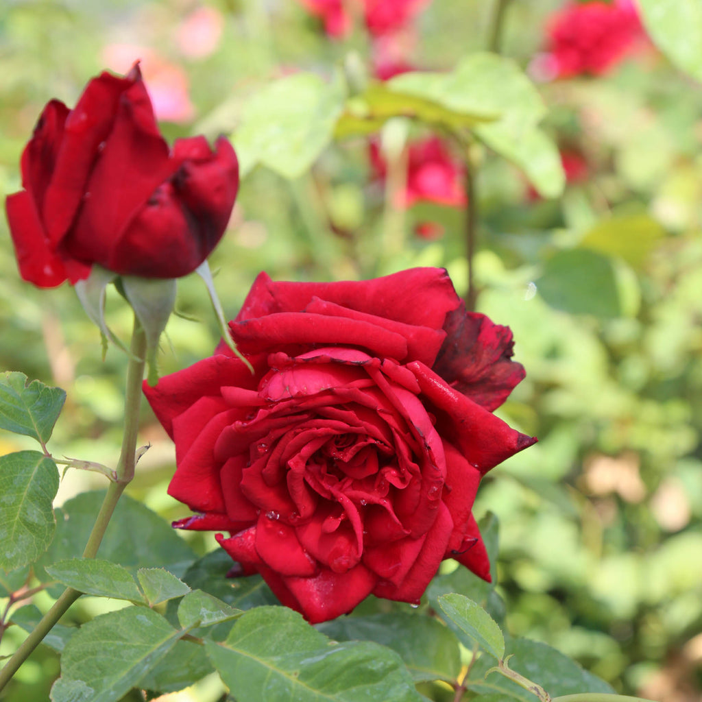 Red Masterpiece®
