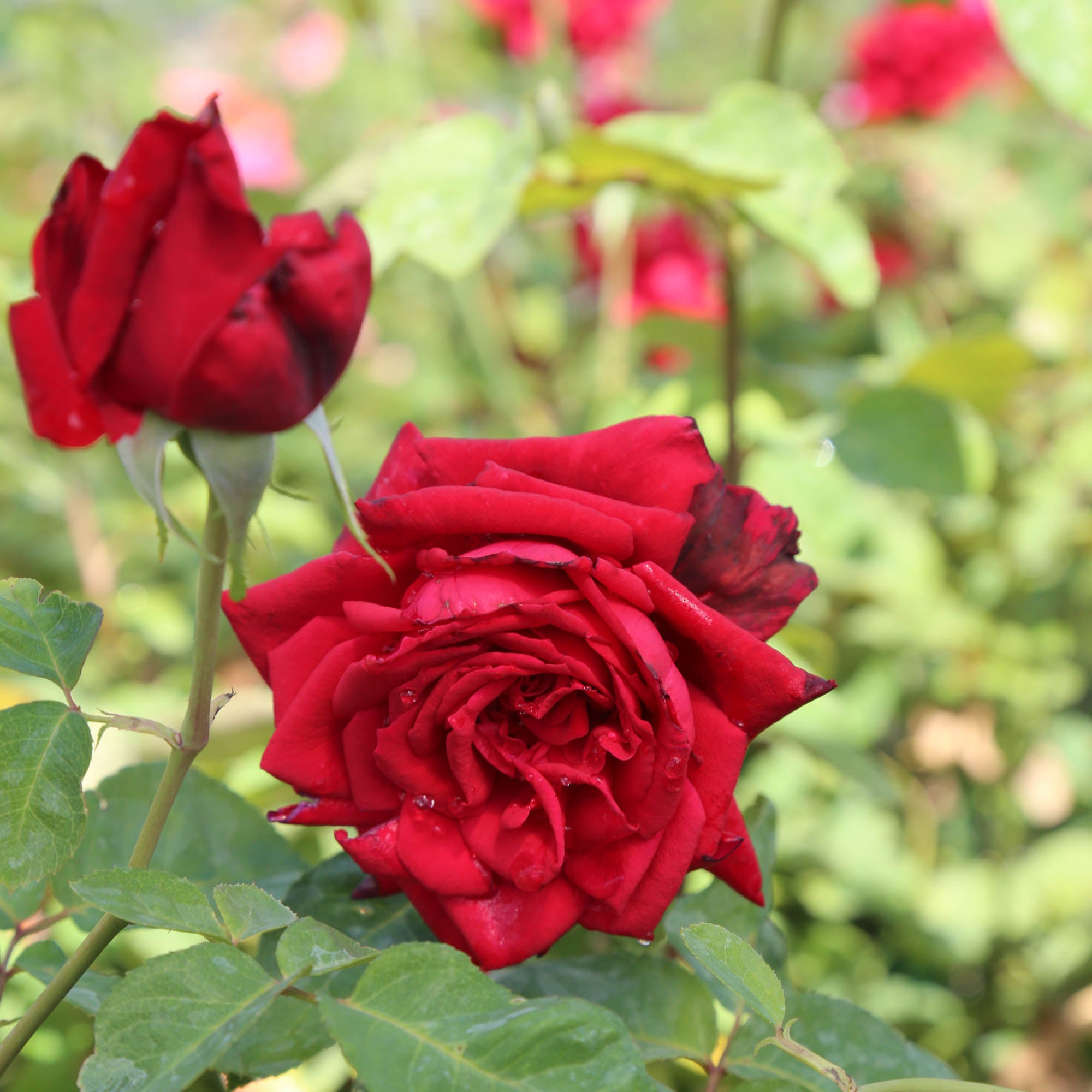 Red Masterpiece®