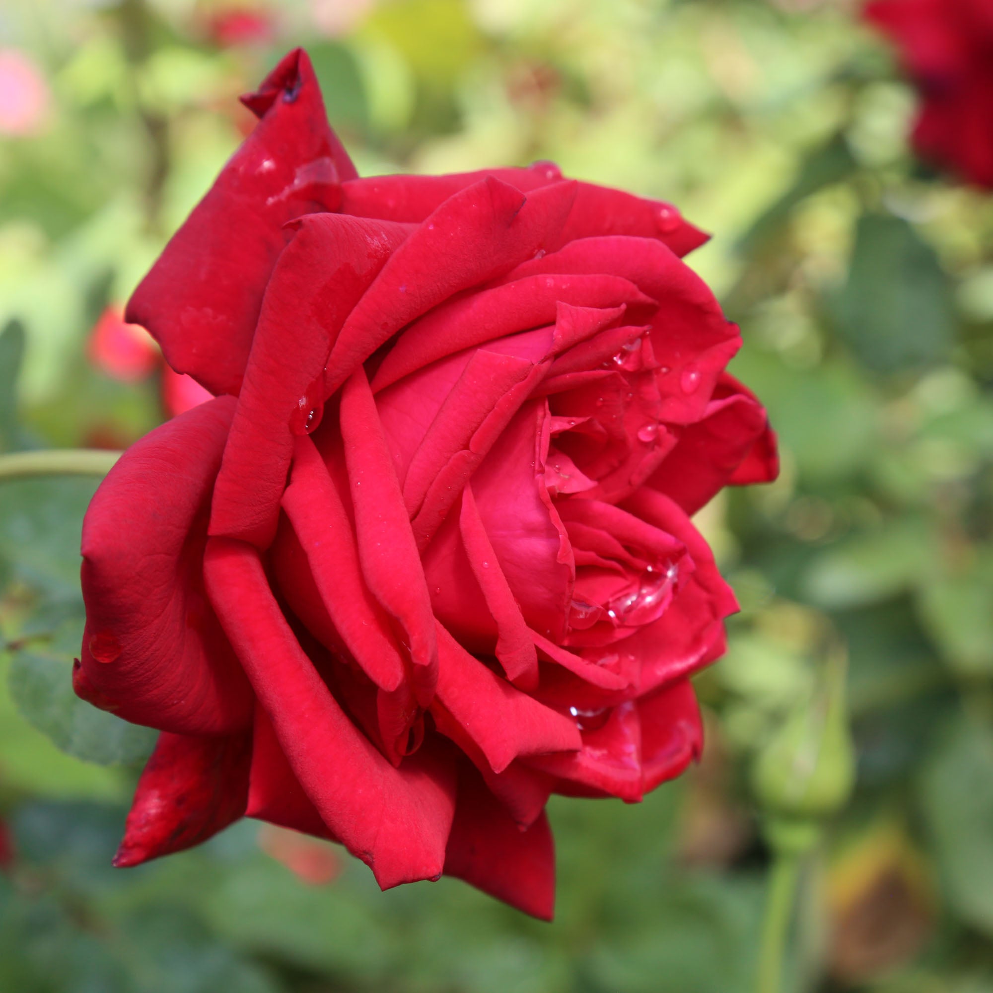 Red Masterpiece®
