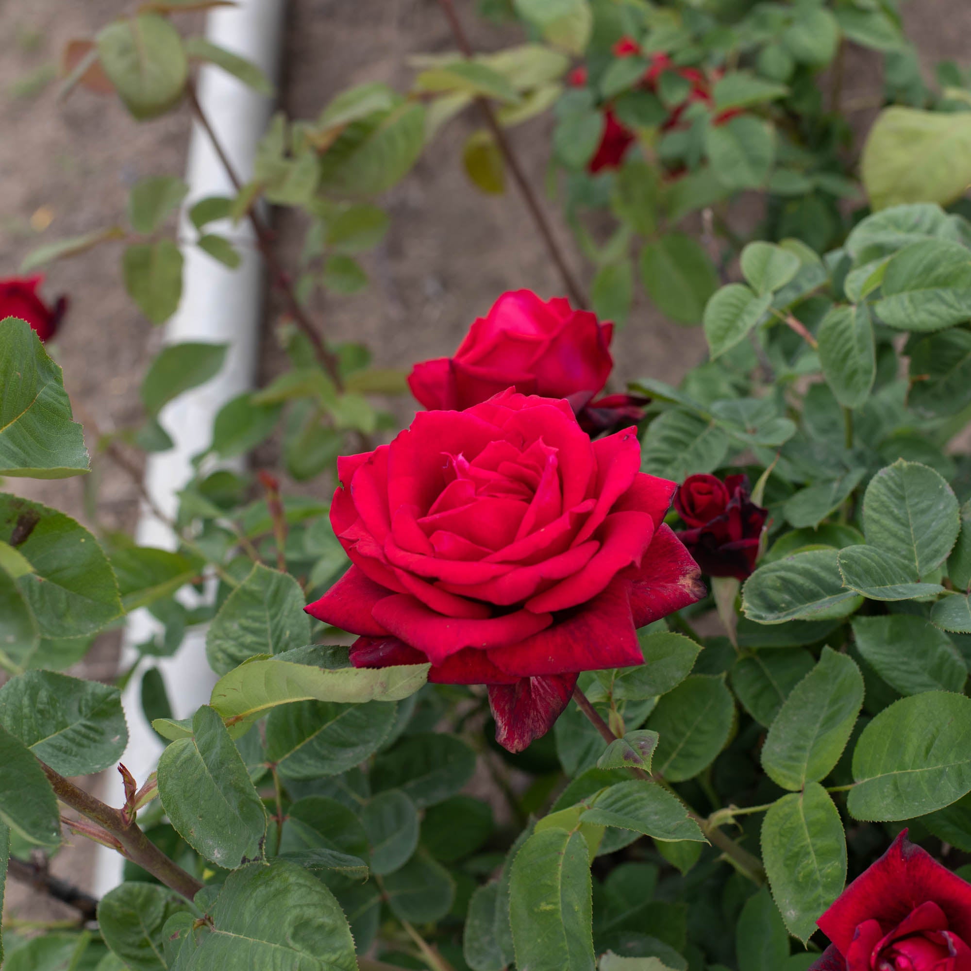 Red Masterpiece®