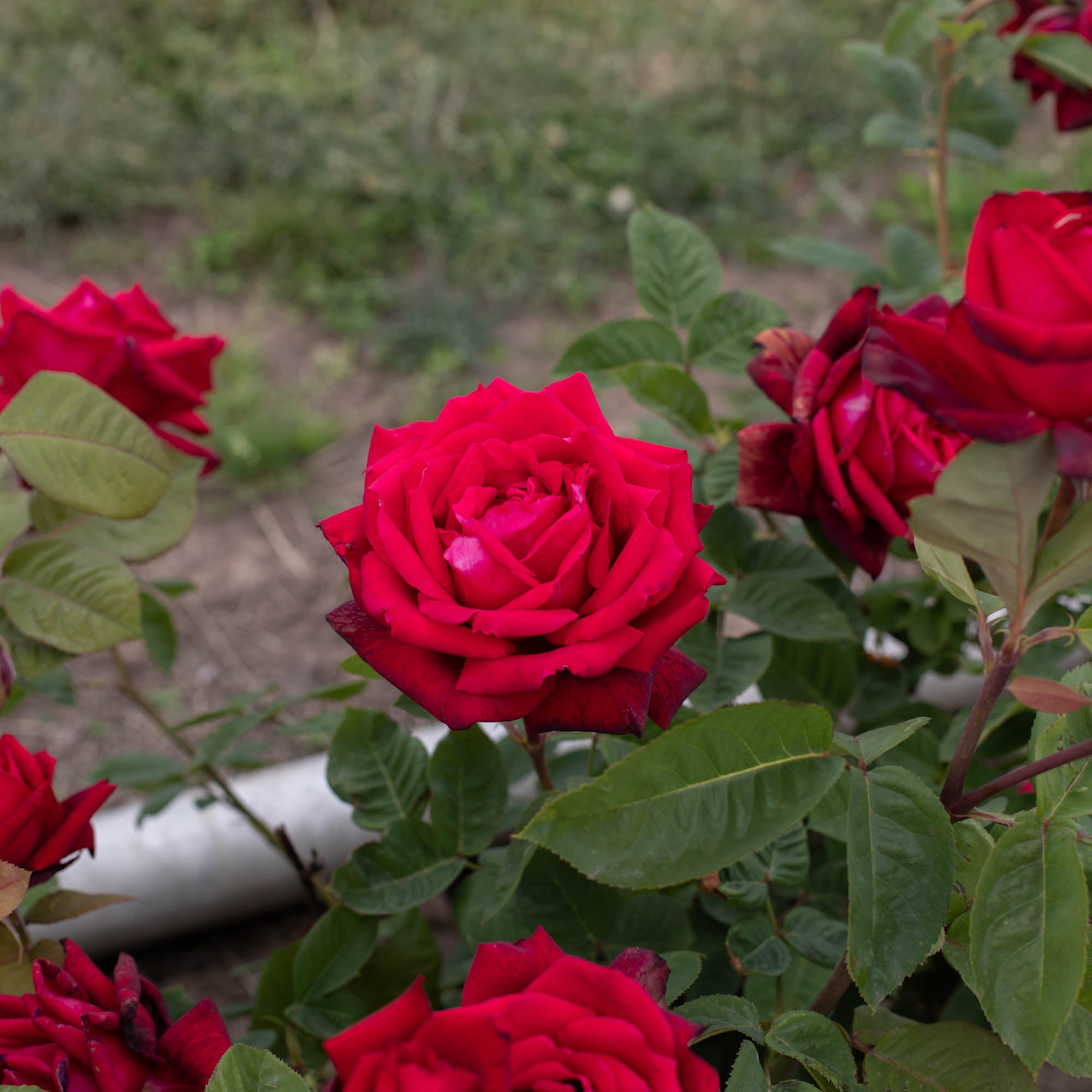 Red Masterpiece®