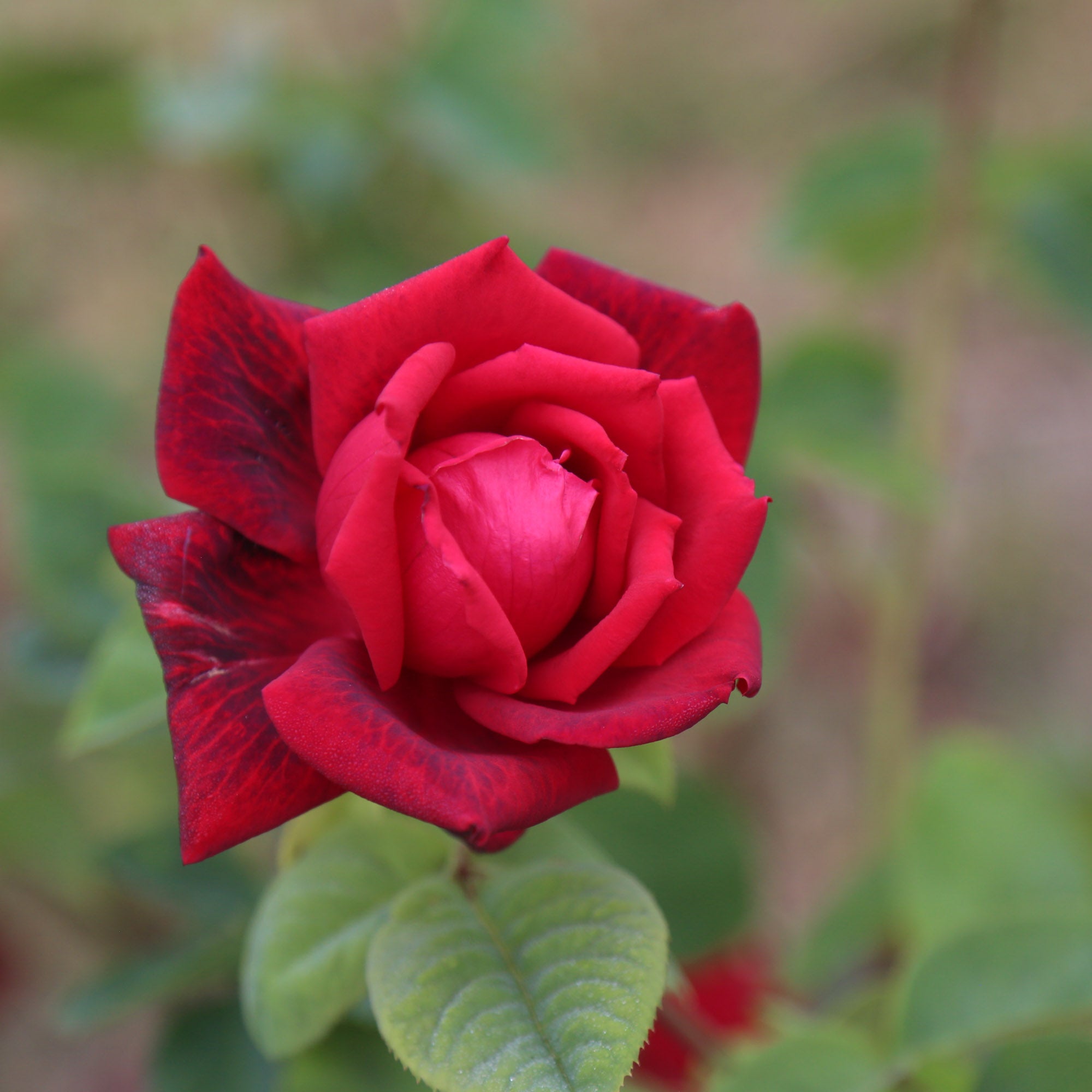 Red Masterpiece®