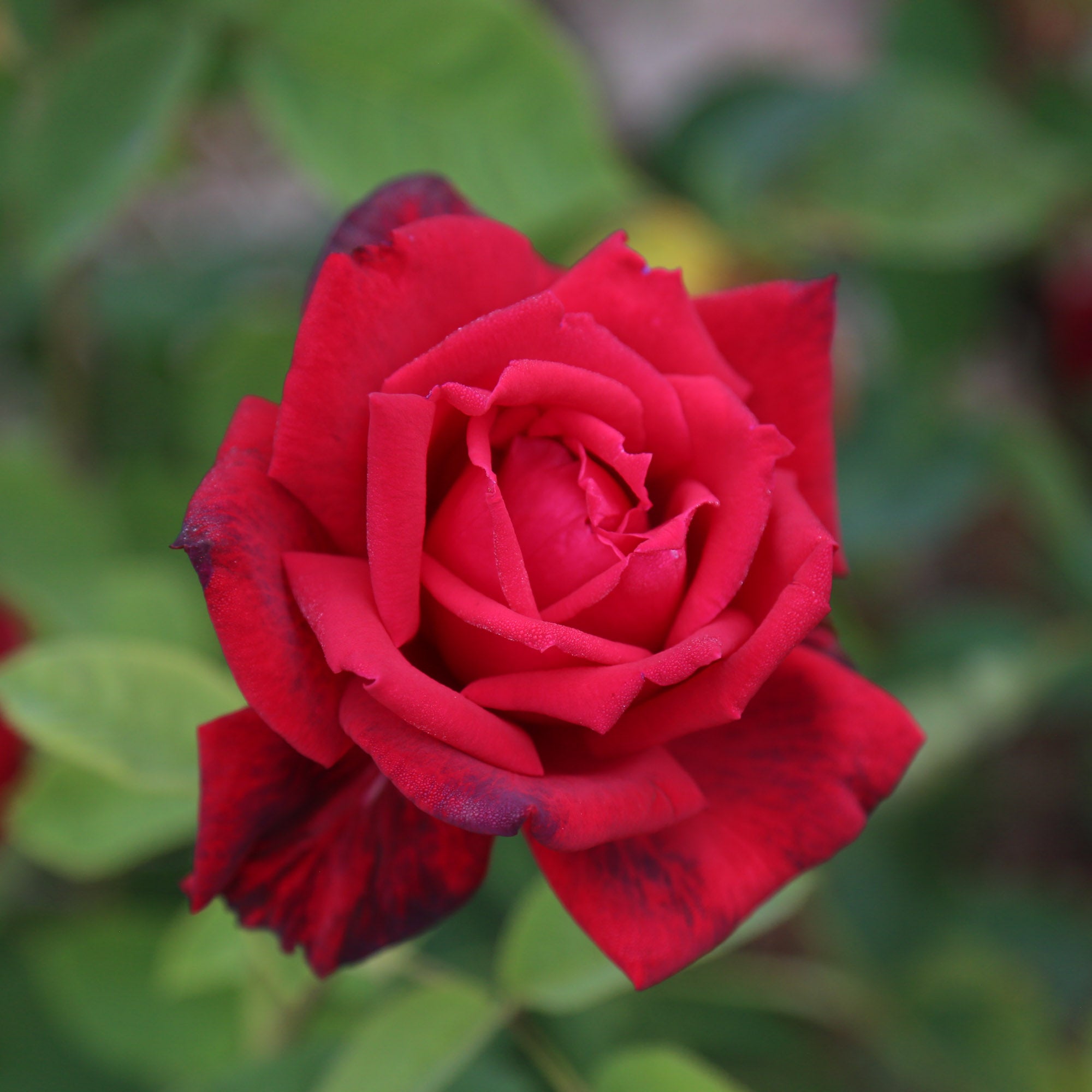 Red Masterpiece®