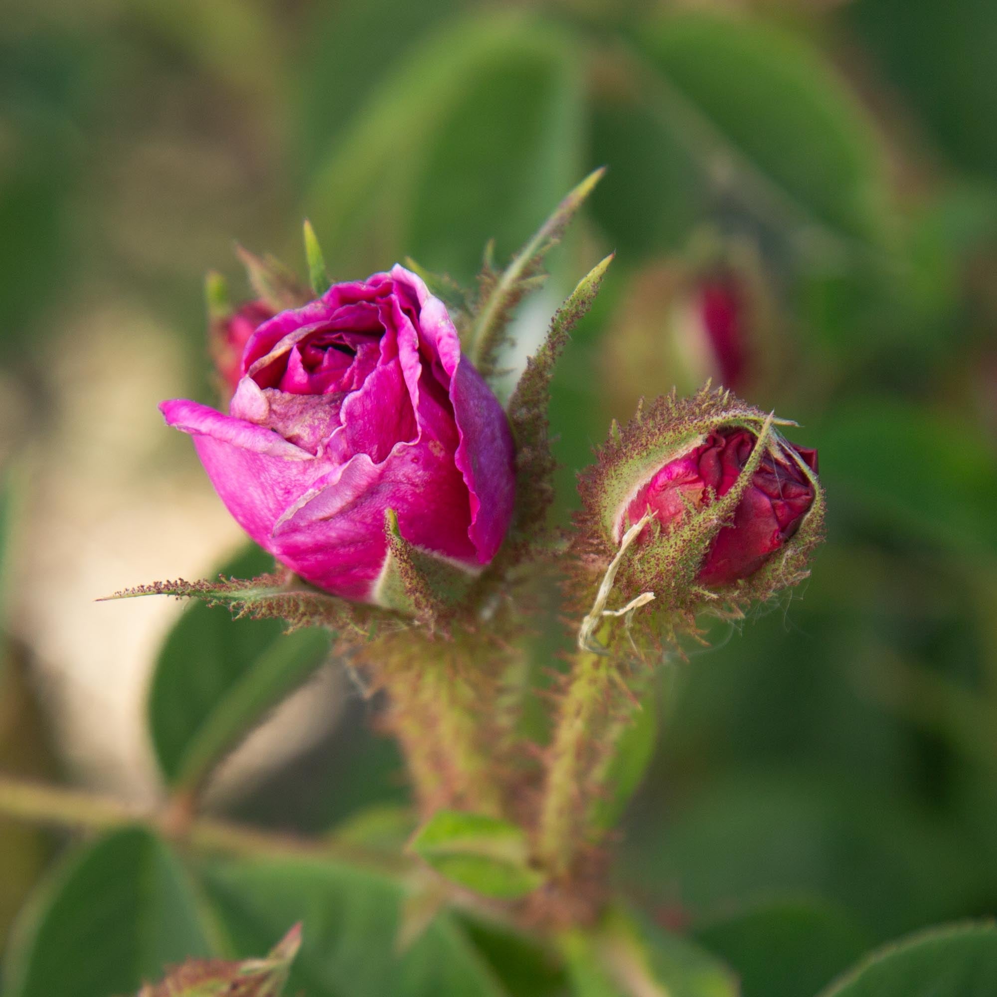   陶花 ROSES 薔薇の花　moss rose Red Moss Moss Rose | Fragrant Rose Plant – Heirloom