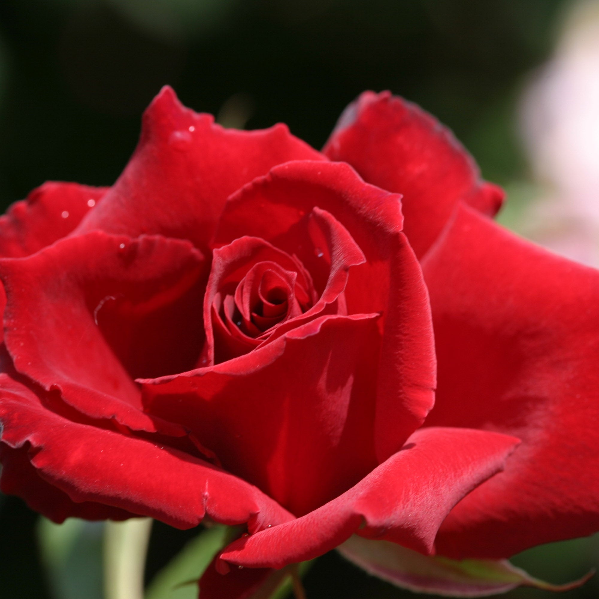 Red Prince®