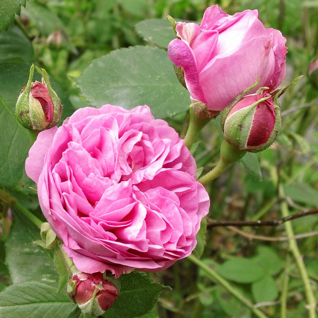 Reine Victoria