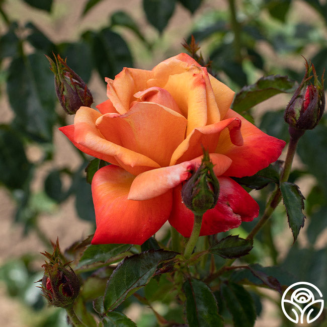 Remember Me Series Roses Remember Me Rose - Hybrid Tea - Very Fragrant – Heirloom Roses