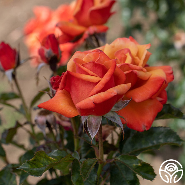 Remember Me Series Roses Remember Me Rose - Hybrid Tea - Very Fragrant – Heirloom Roses