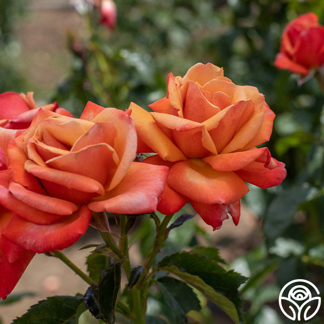 Remember Me Series Roses Remember Me Rose - Hybrid Tea - Very Fragrant – Heirloom Roses