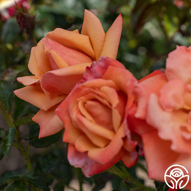 Remember Me Series Roses Remember Me Rose - Hybrid Tea - Very Fragrant – Heirloom Roses