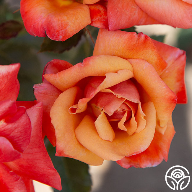 Remember Me Series Roses Remember Me Rose - Hybrid Tea - Very Fragrant – Heirloom Roses
