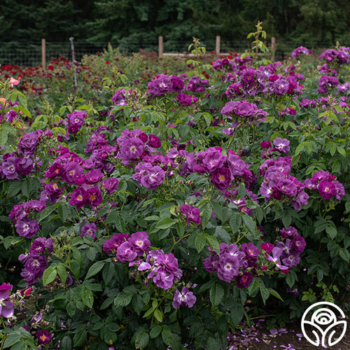 Rhapsody In Blue Shrub Rose