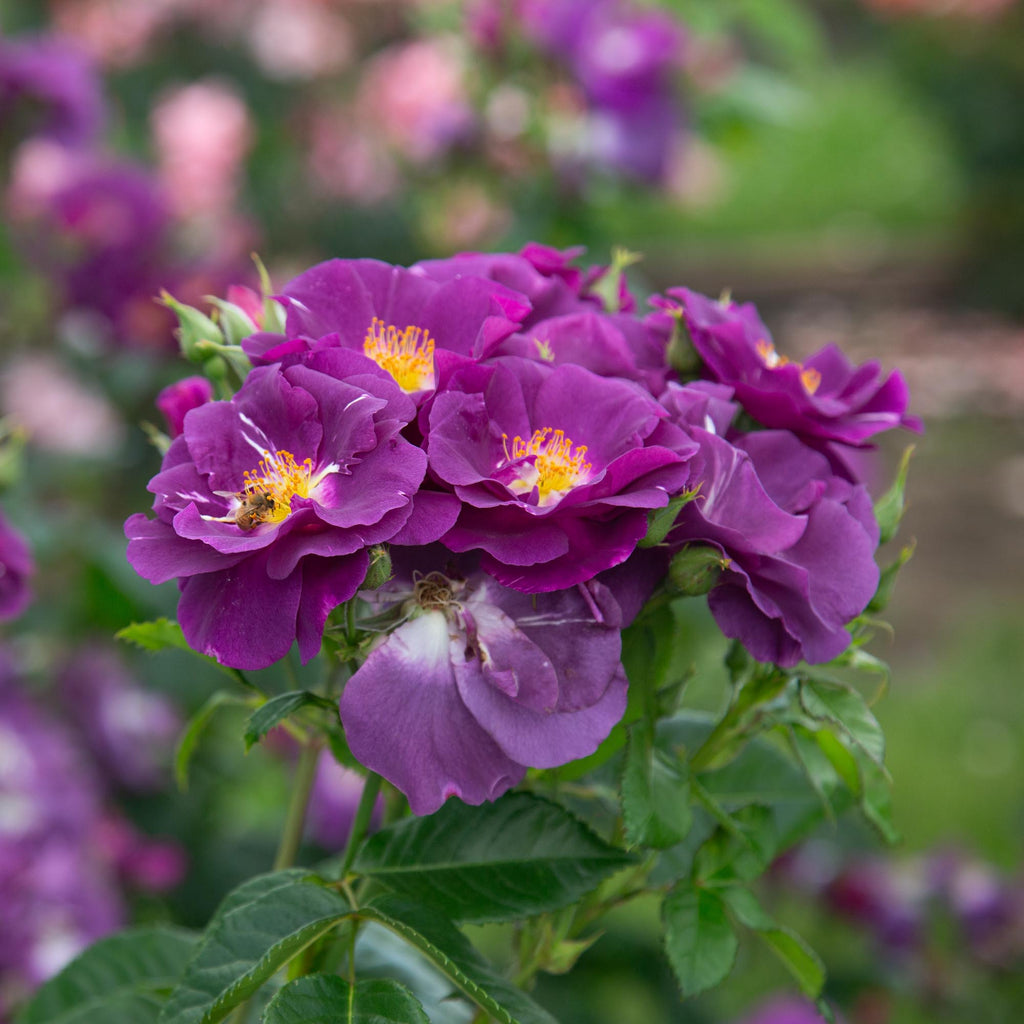 Rhapsody In Blue™
