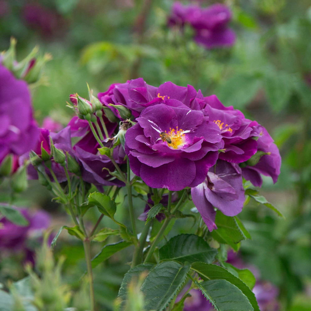 Rhapsody In Blue™