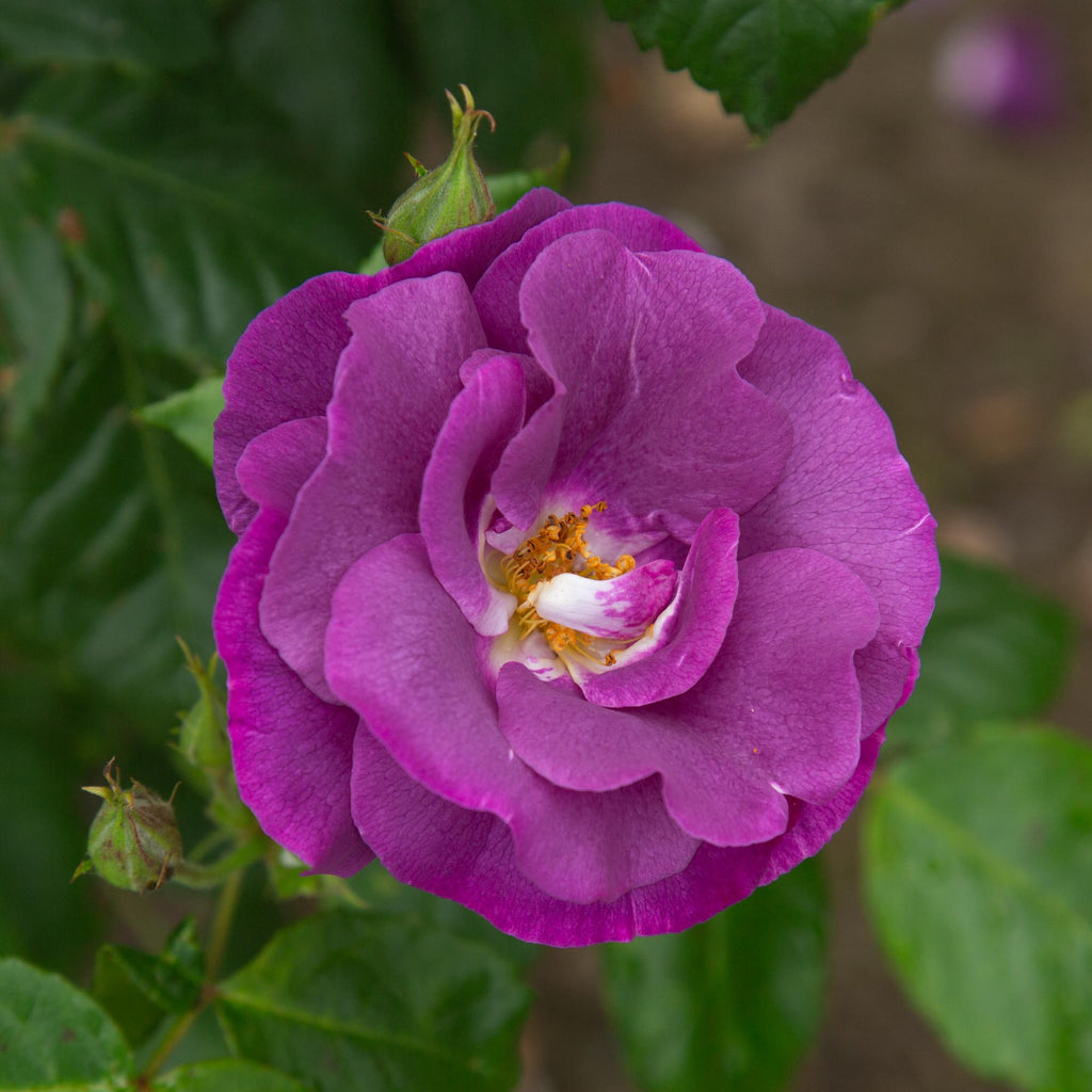Rhapsody In Blue™