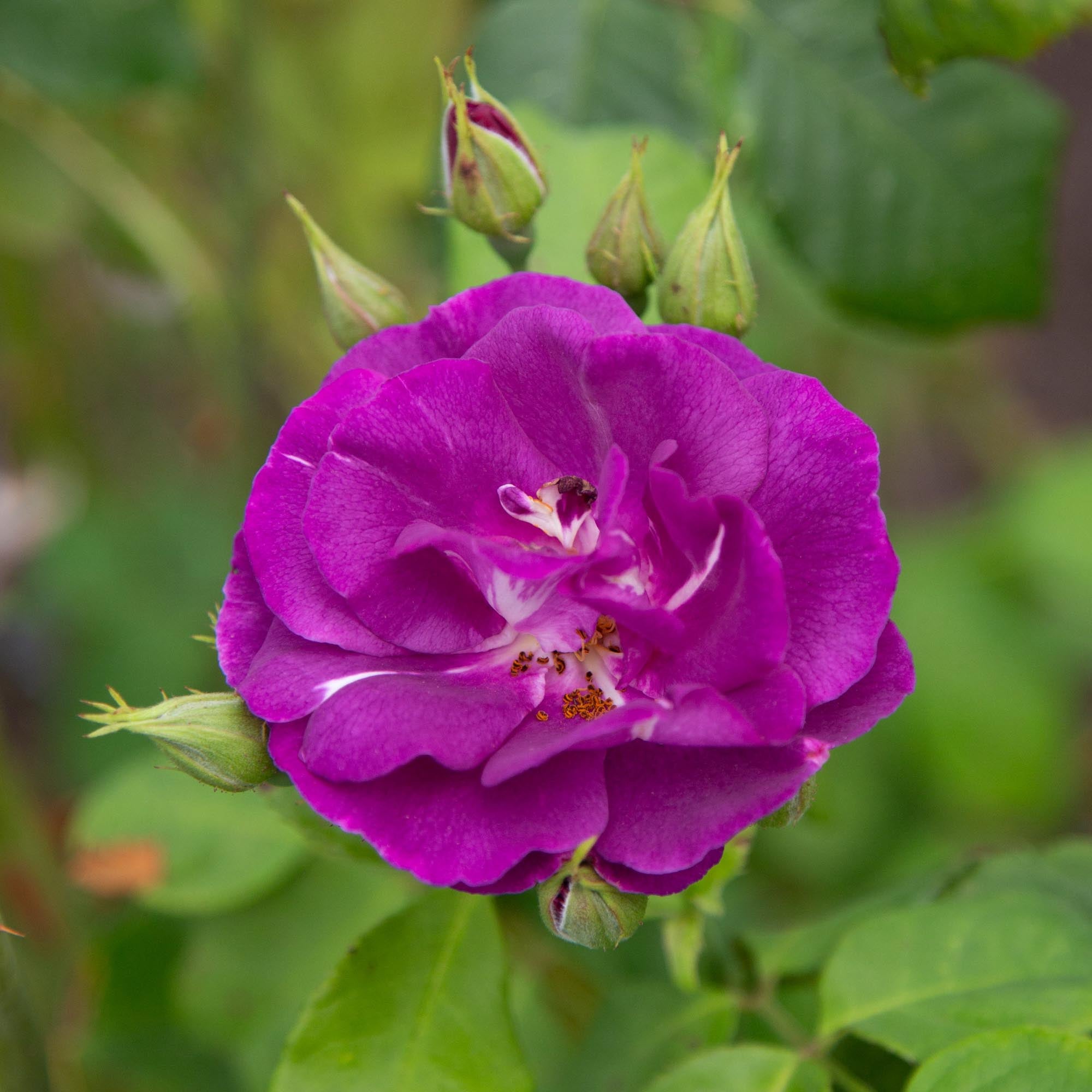 Rhapsody In Blue™