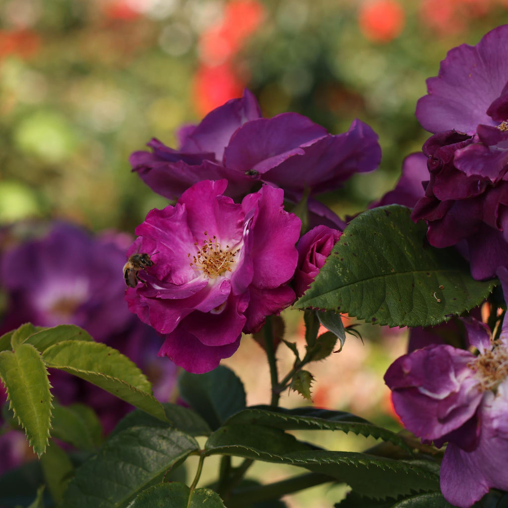 Rhapsody In Blue™