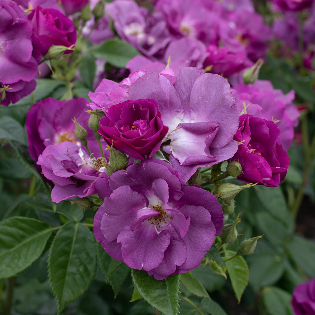 Rhapsody In Blue™