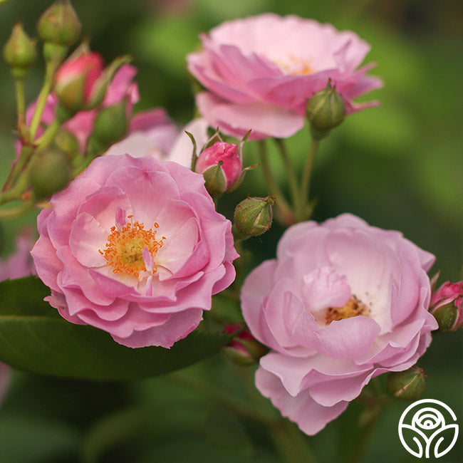 Rose Rise Range Rise Up Lilac Days Climbing Rose | Heirloom