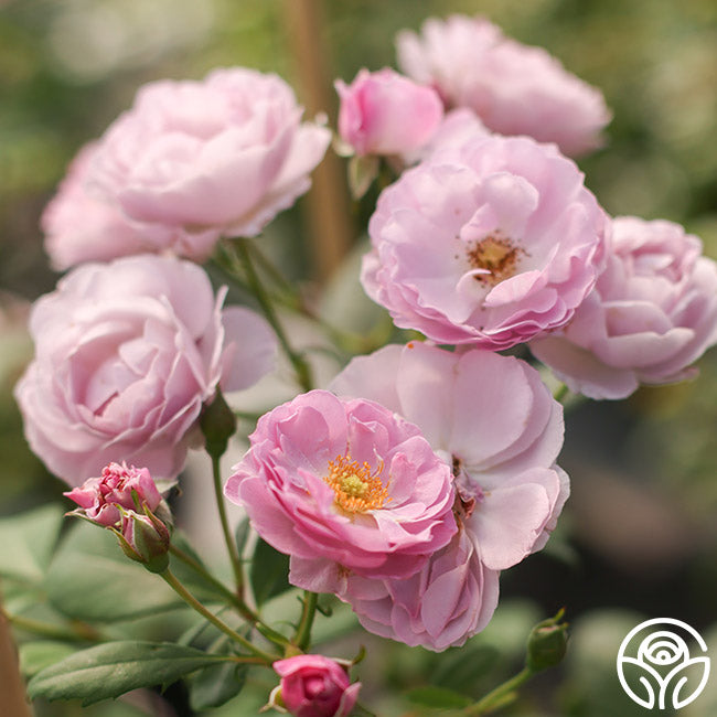 Rose Rise Range Rise Up Lilac Days Climbing Rose | Heirloom