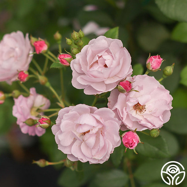 Rose Rise Range Rise Up Lilac Days Climbing Rose | Heirloom