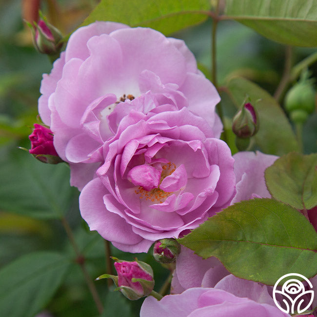 Rise Up Lilac Days Climbing Rose | Heirloom