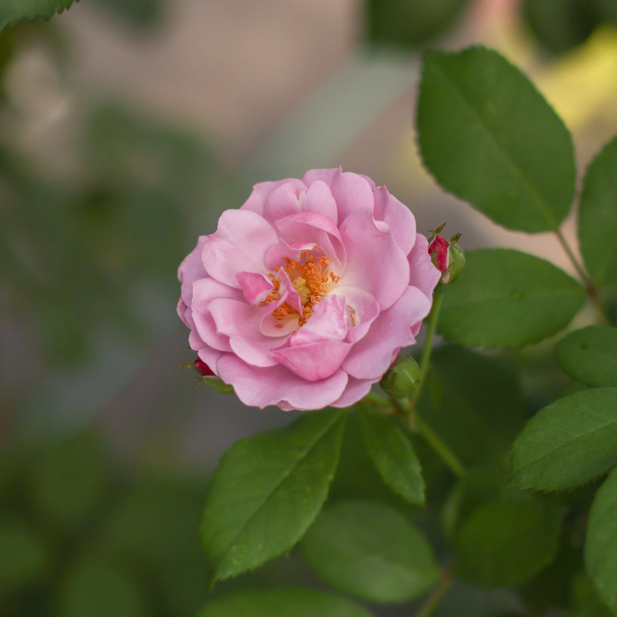 Rise Up Lilac Days Climbing Rose | Heirloom