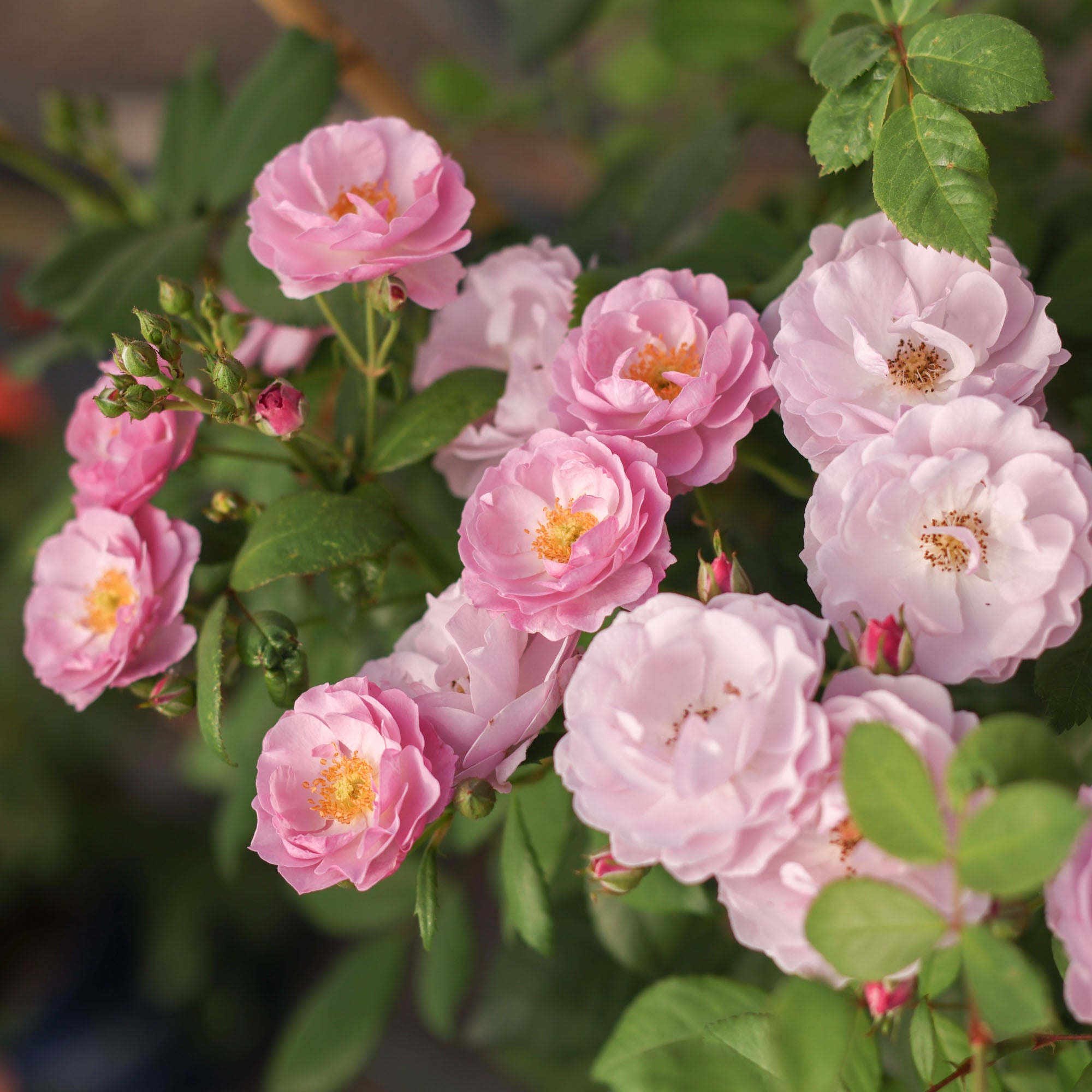 Seventh Heaven Hybrid Tea Rose | Fragrant Rose Bush – Heirloom