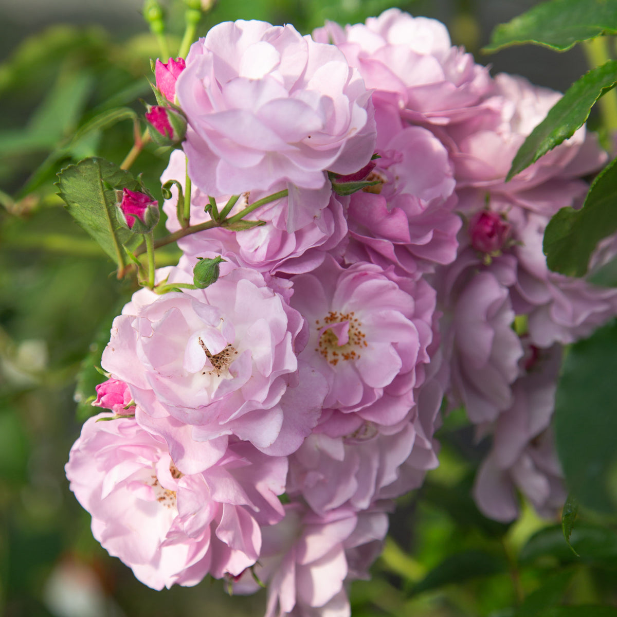 Rose Ris Rise Up Lilac Days Climbing Rose | Heirloom